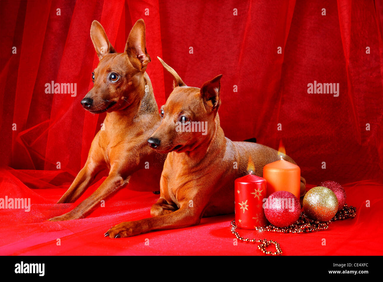 Miniature Pinscher. Christmas theme Stock Photo