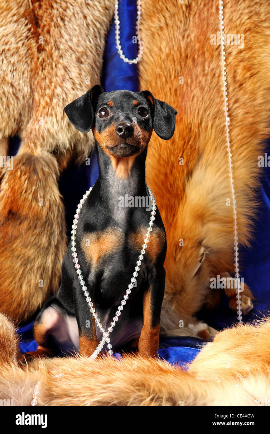 Miniature Pinscher puppy sit on a fox fur Stock Photo