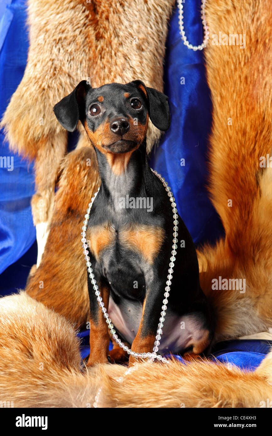 Miniature Pinscher puppy sit on a fox fur Stock Photo