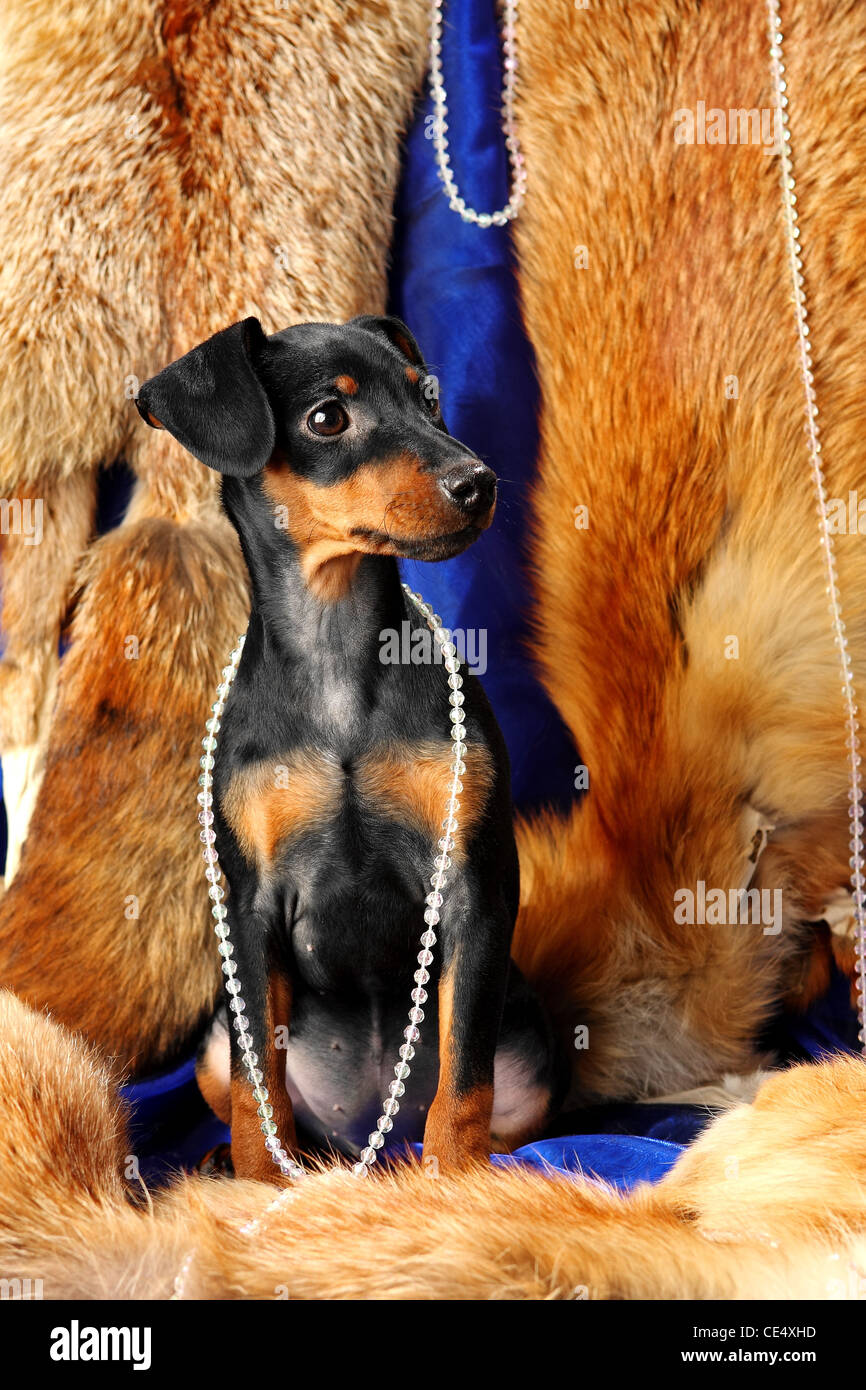 Miniature Pinscher puppy sit on a fox fur Stock Photo