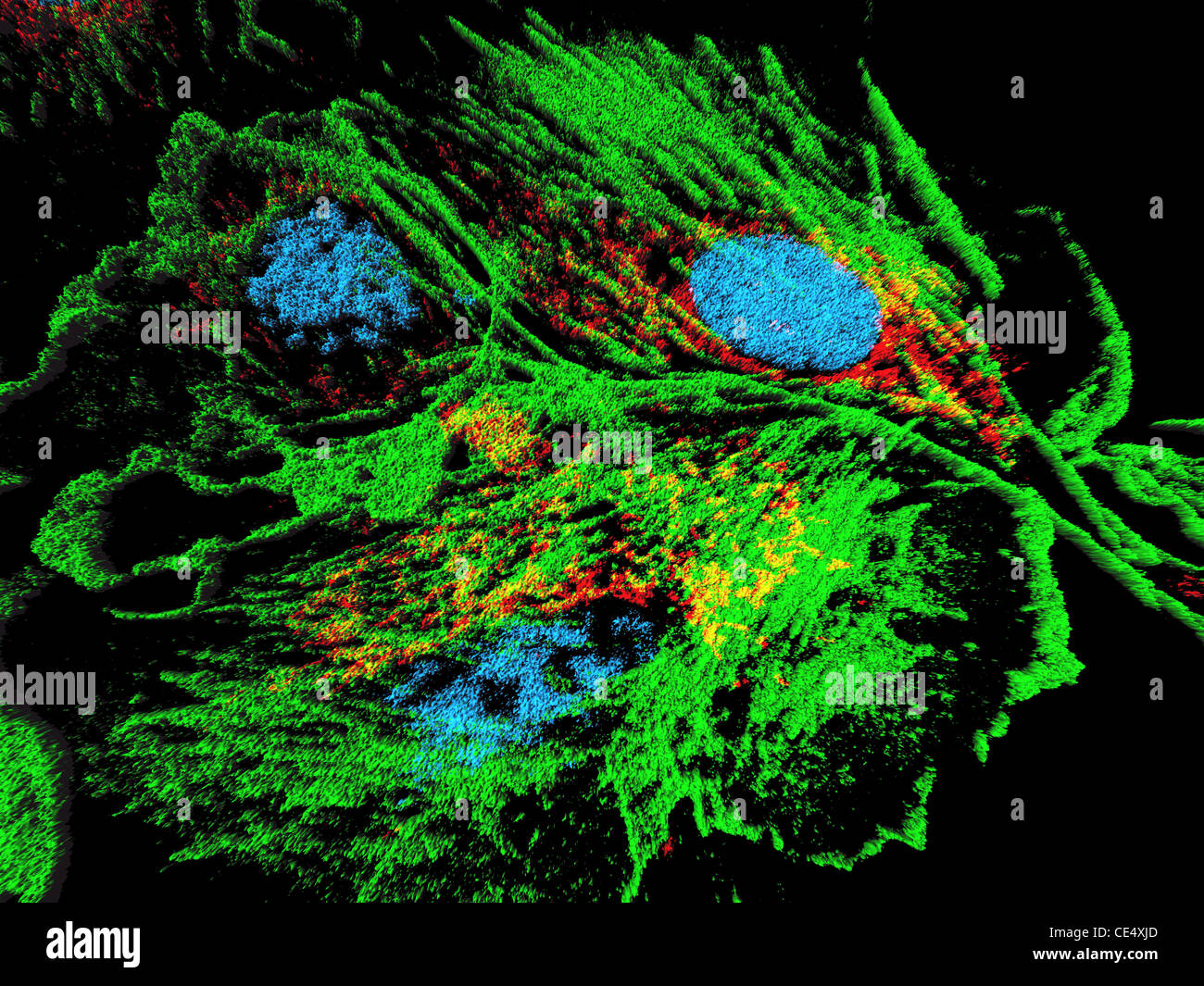 Bovine pulmonary artery epitheliial cells, fluorescent staining and modelling by  surface rendering software. Stock Photo