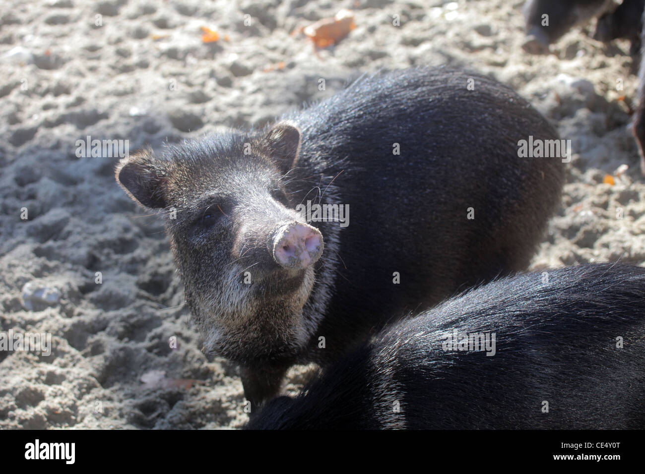 Peccary teeth hi-res stock photography and images - Alamy