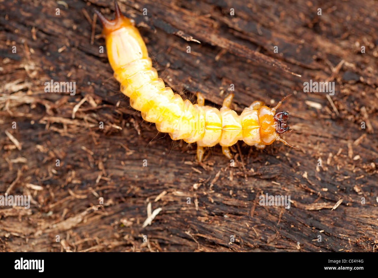 little woodworm lies on brown tree bark Stock Photo