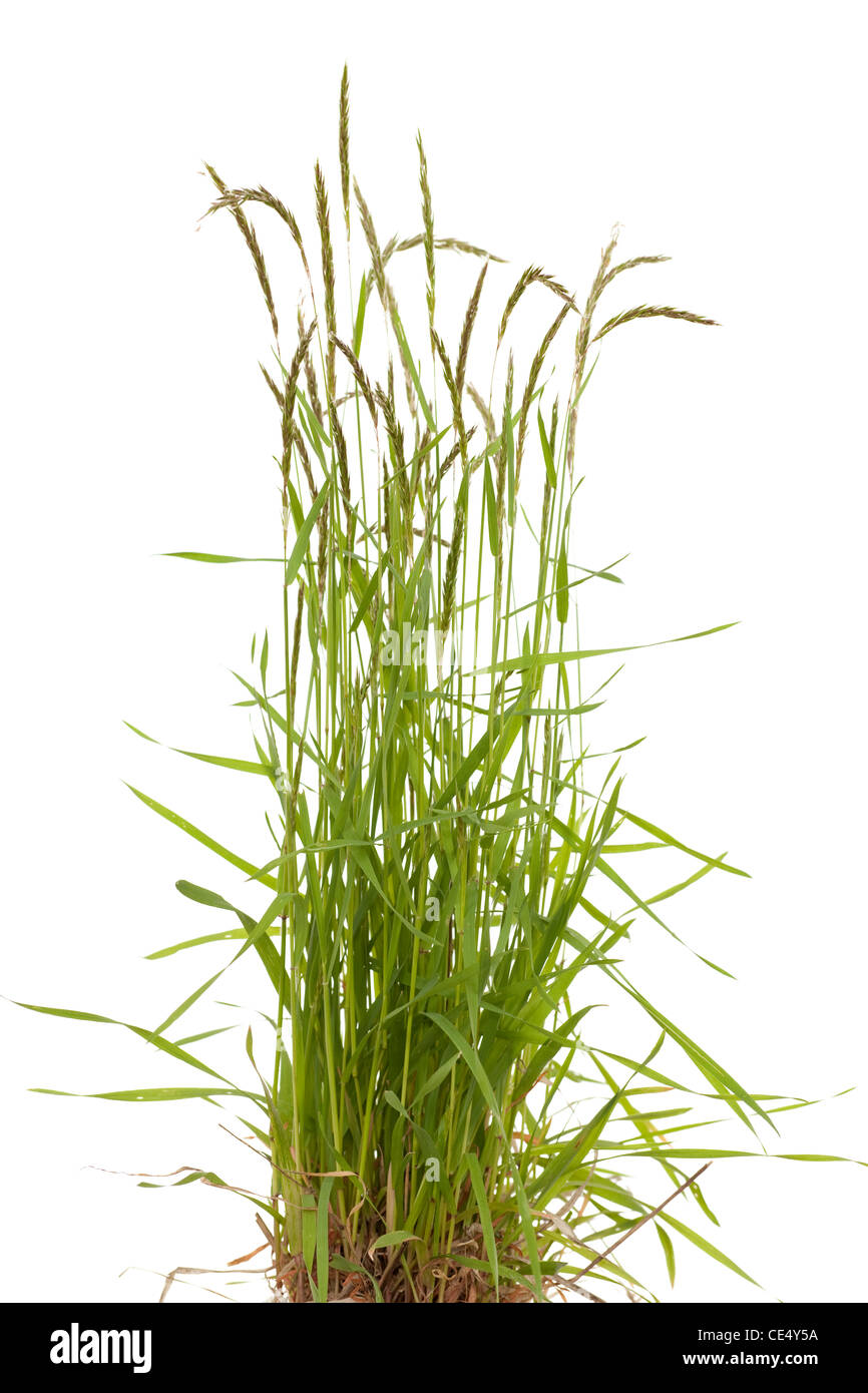 tuft grass Poa trivialis on white background Stock Photo