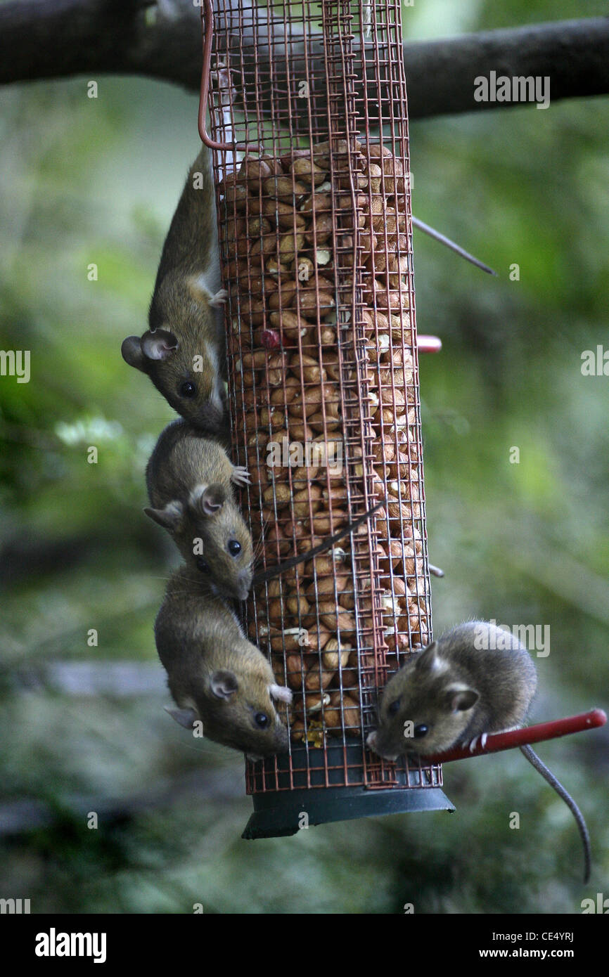 Three Field Mice Eating Nuts From A Bird Feeder Picture By James