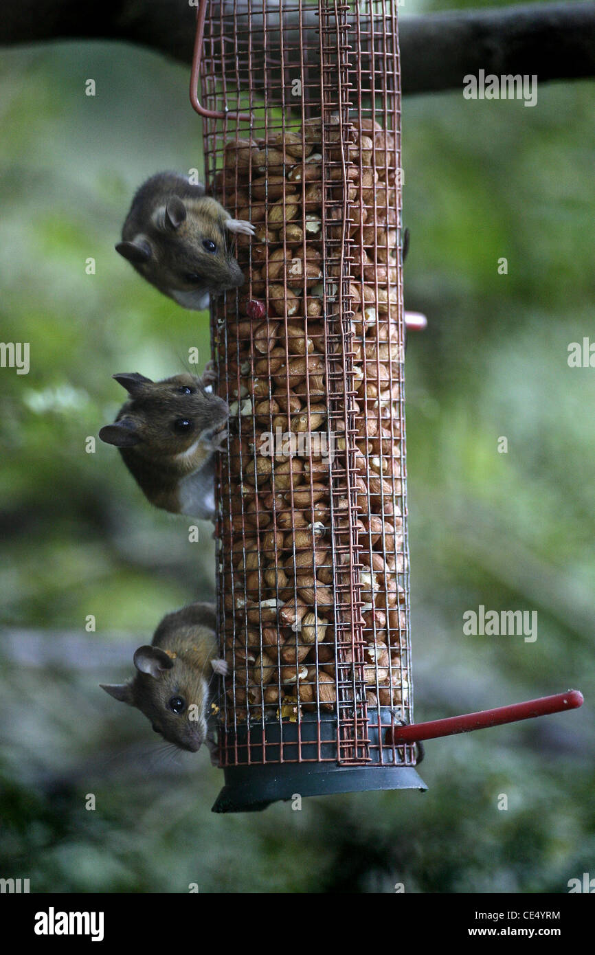 Three Field Mice Eating Nuts From A Bird Feeder Picture By James