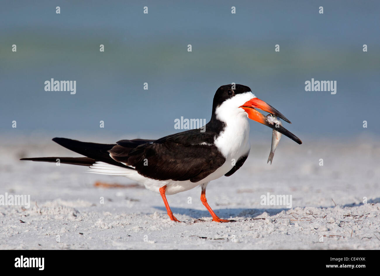 Skimmer with fish Stock Photo Alamy