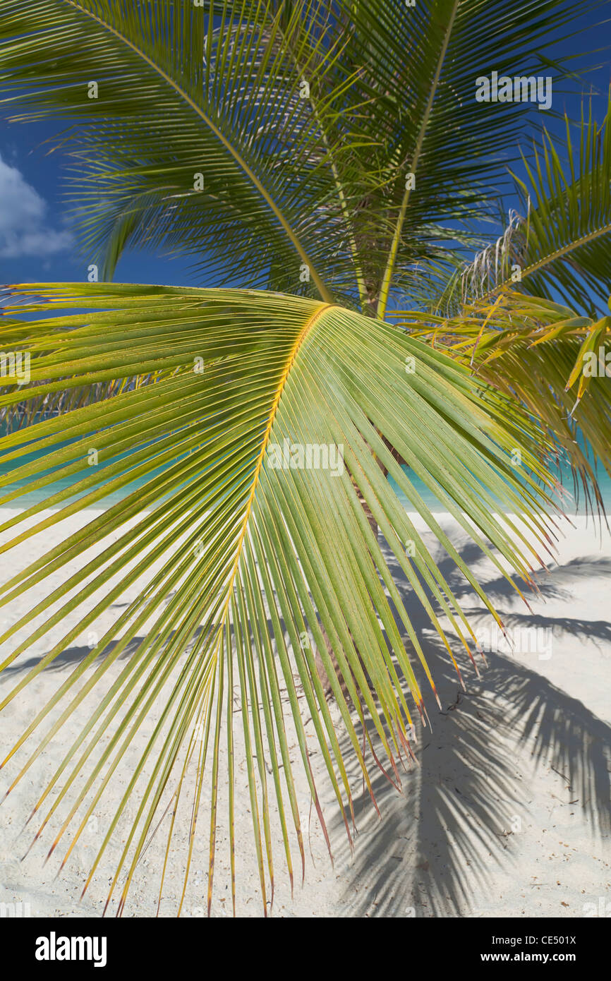 Tree branch on beach hi-res stock photography and images - Alamy