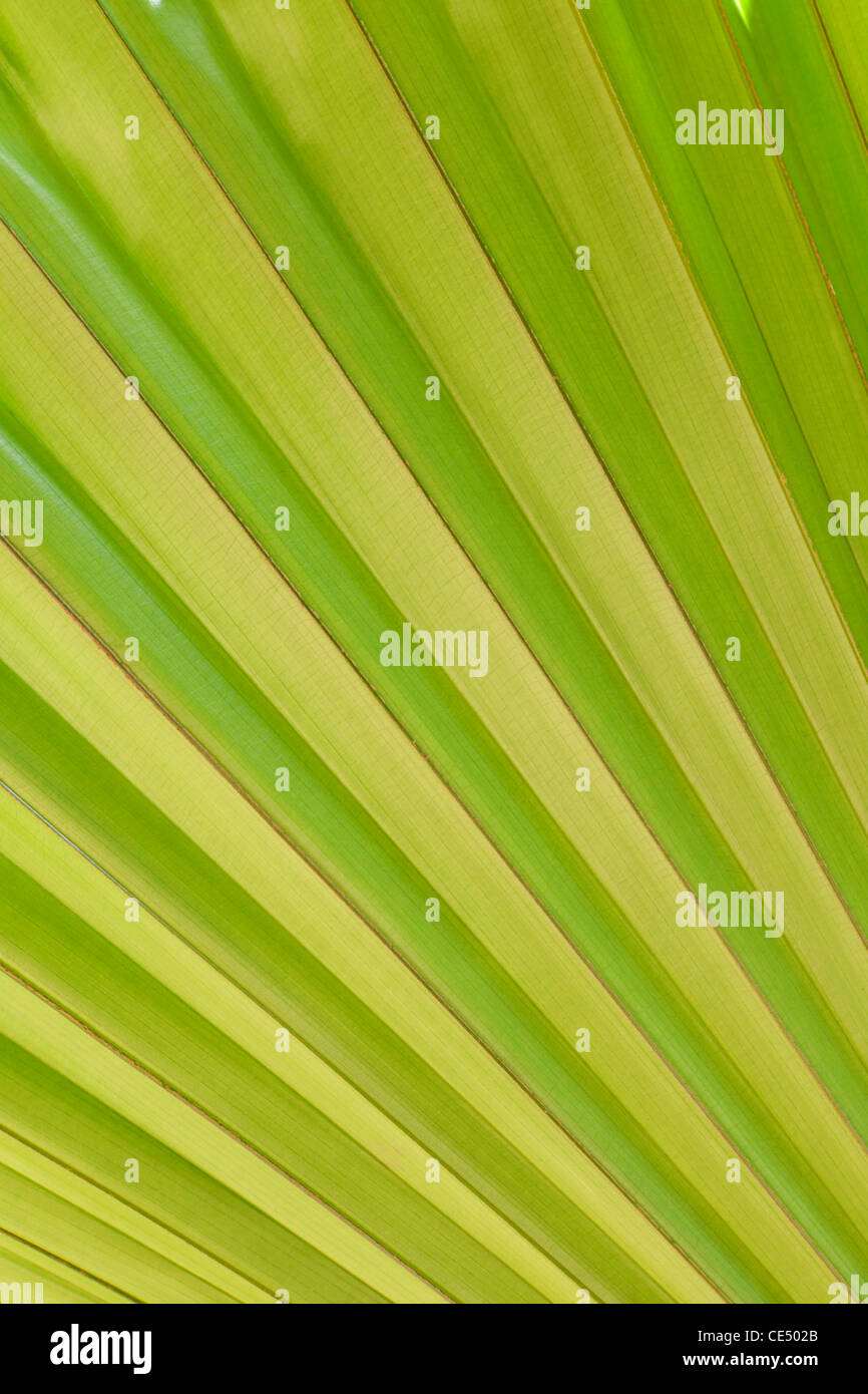Licuala peltata leaf, detail Stock Photo