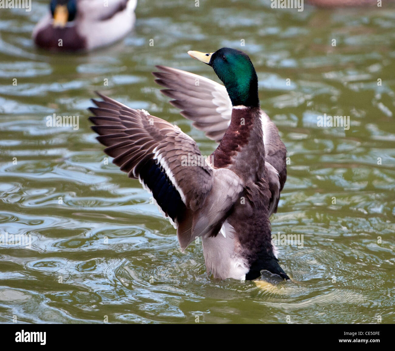 Mallard duck flapping its wings Stock Photo