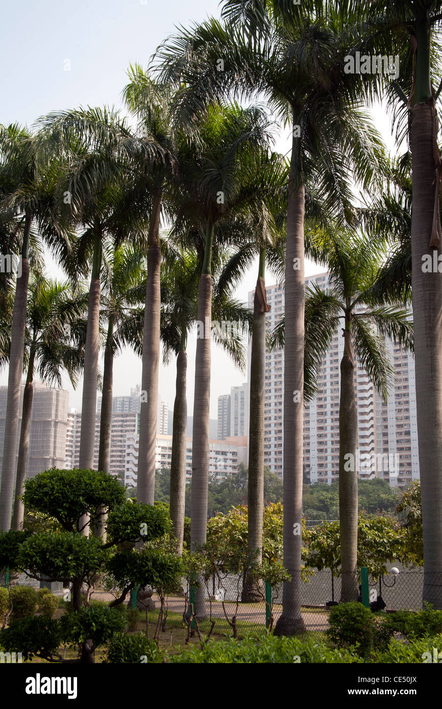 Line Of Trees On The Edge Of Shatin Park With The Shing Mun River In