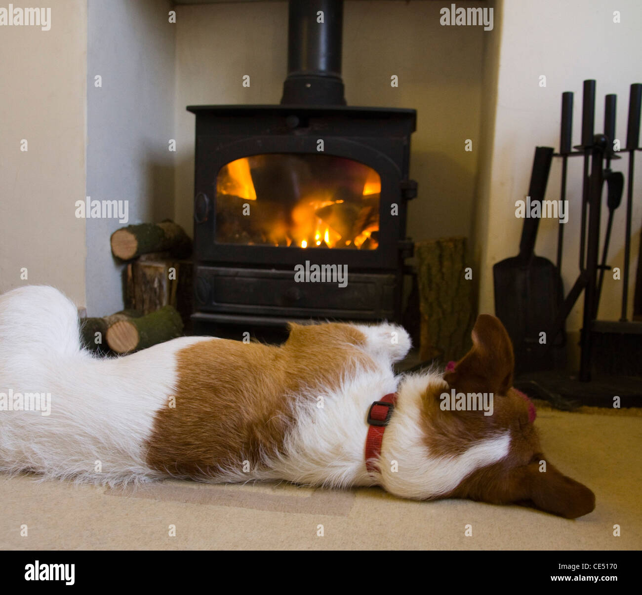 Dog Stoves