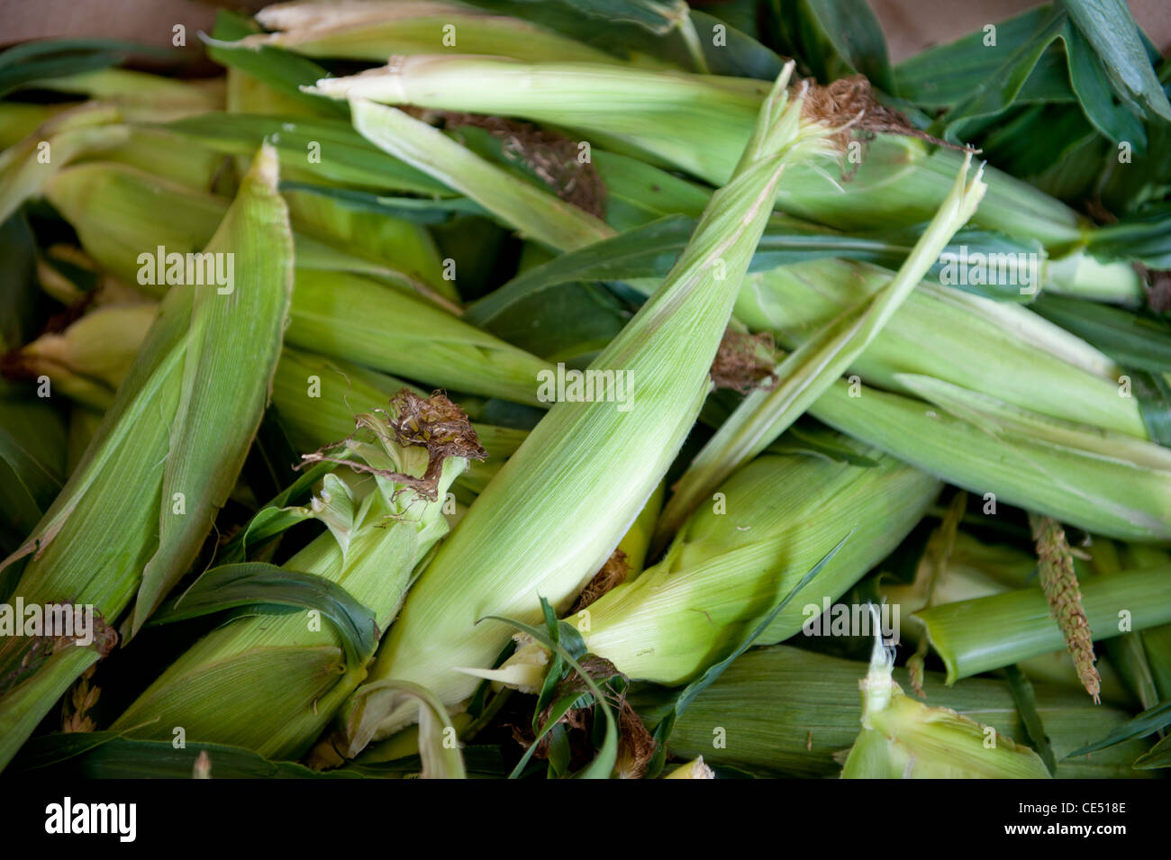 Husks of corn Stock Photo Alamy