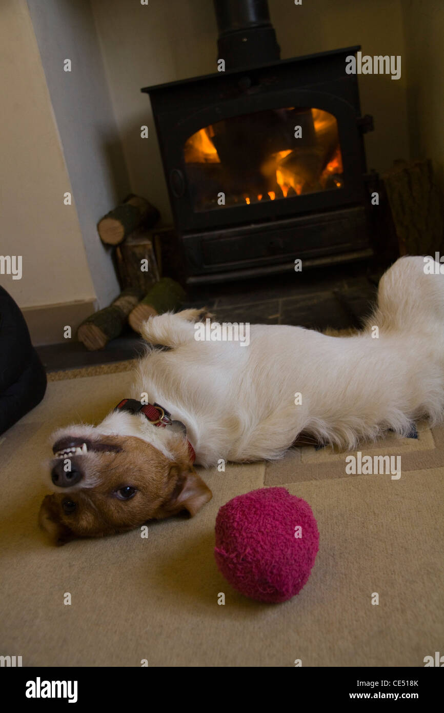 A cute Parsons Russell terrier plays in front of a wood-burning stove with a homemade pink toy Stock Photo