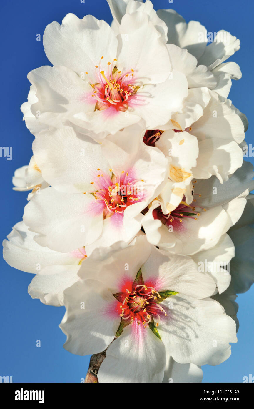 Portugal, Algarve: Almond blossom of a sweet almond tree (Prunus amygdalus) Stock Photo