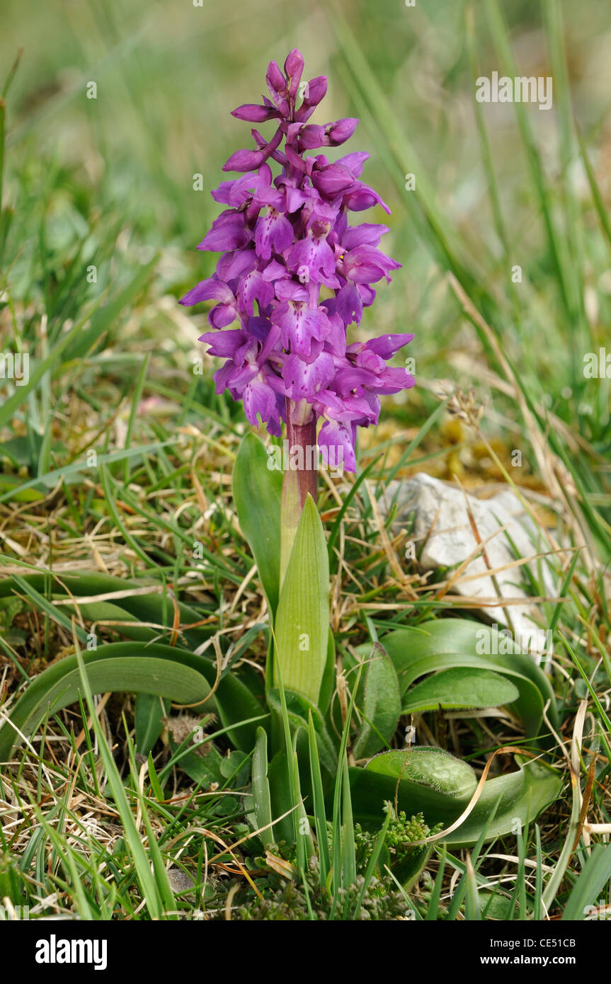 Early Purple Orchid - Orchis mascula Whole plant Stock Photo