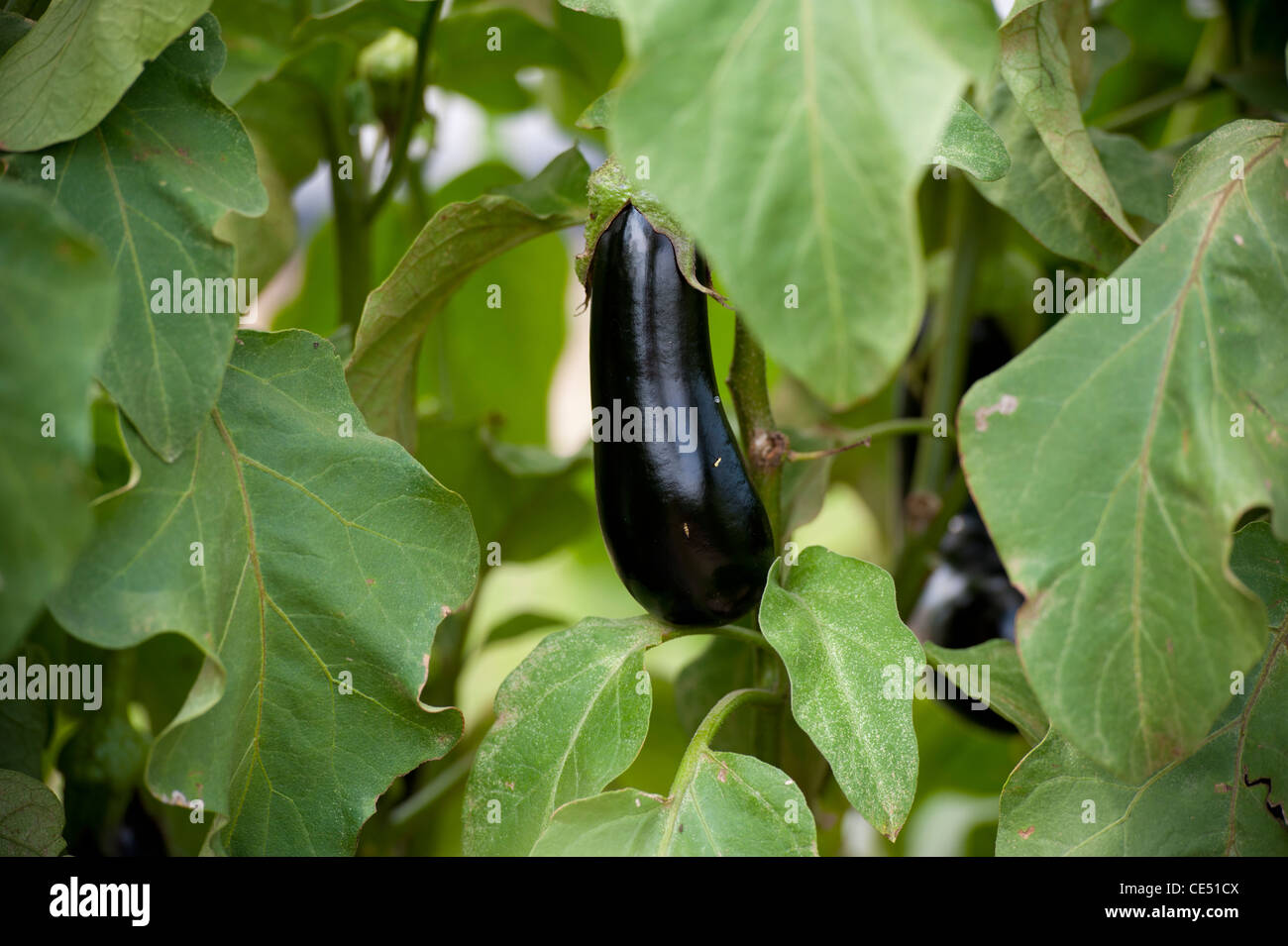 Eggplant hanging on plant of produce farm Stock Photo