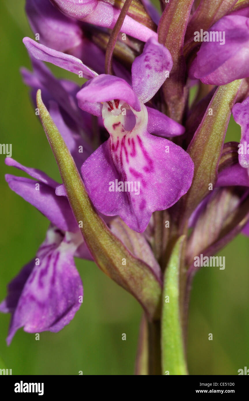 Narrow-leaved Marsh Orchid - Dactylorhiza traunsteineri Closeup Stock Photo