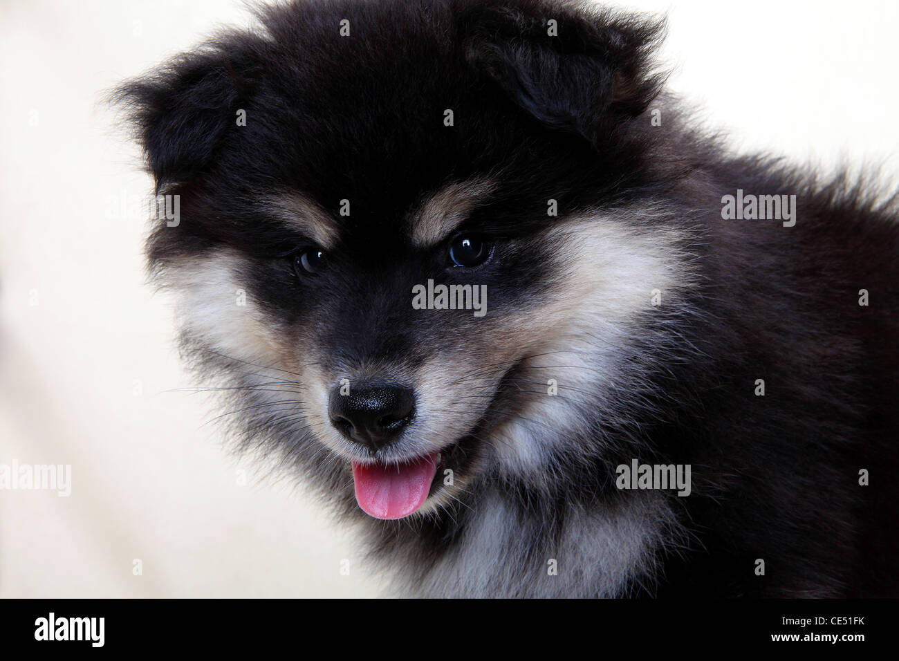 A Finnish Lapphund puppy Stock Photo