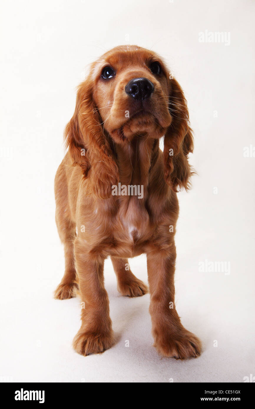 A Working Cocker Spaniel standing Stock Photo