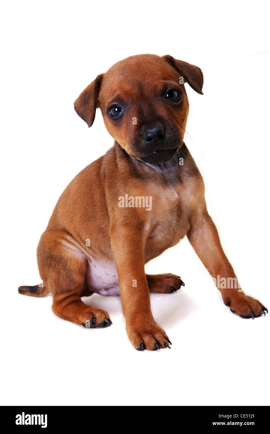 A Patterdale Terrier puppy Stock Photo
