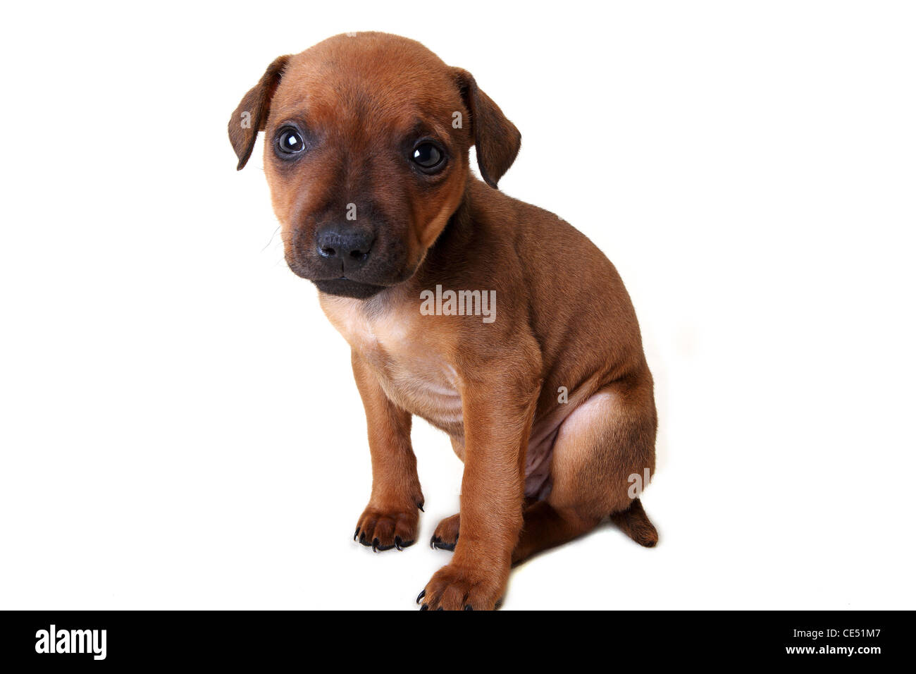 A Patterdale Terrier puppy Stock Photo