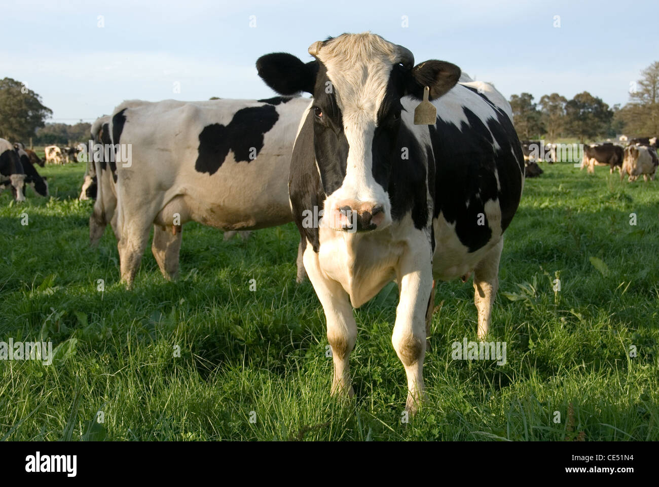 Holstein Friesian Cows on a Dairy Farm near Moss Vale, New South Wales