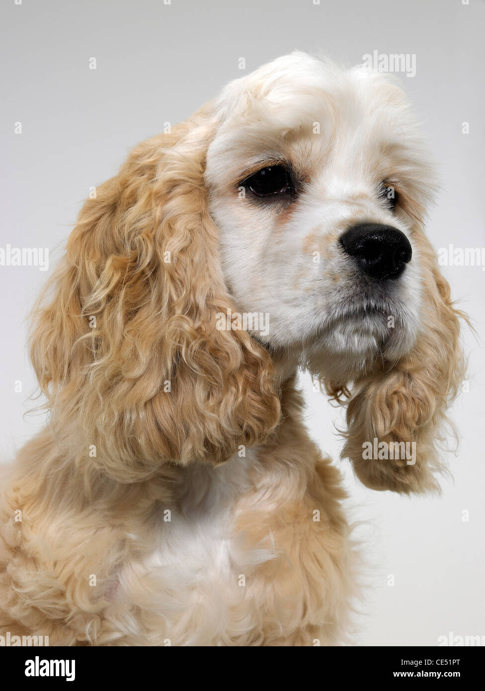 American Cocker Spaniel High Resolution Stock Photography And Images ...