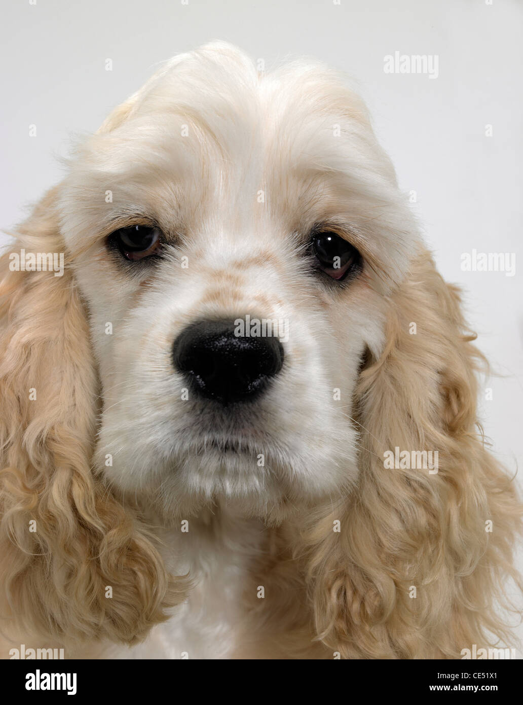 An American Cocker Spaniel looking sad Stock Photo