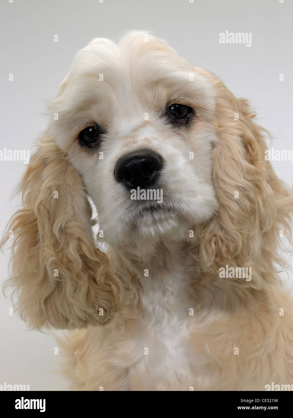 An American Cocker Spaniel looking sad Stock Photo