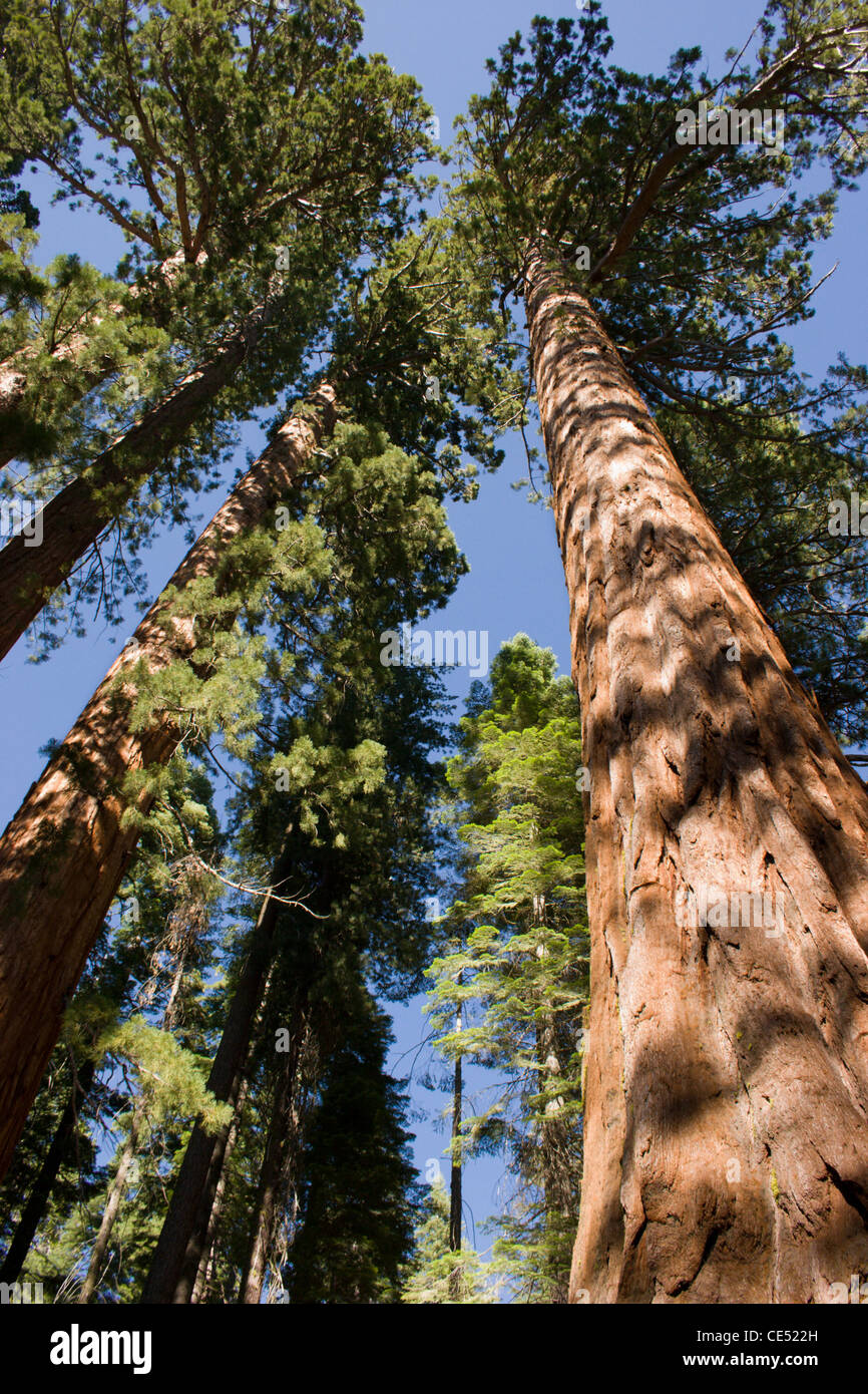 Giant Sequoia trees (Sequoiadendron giganteum), Mariposa Grove, Wawona, Yosemite, California, USA Stock Photo