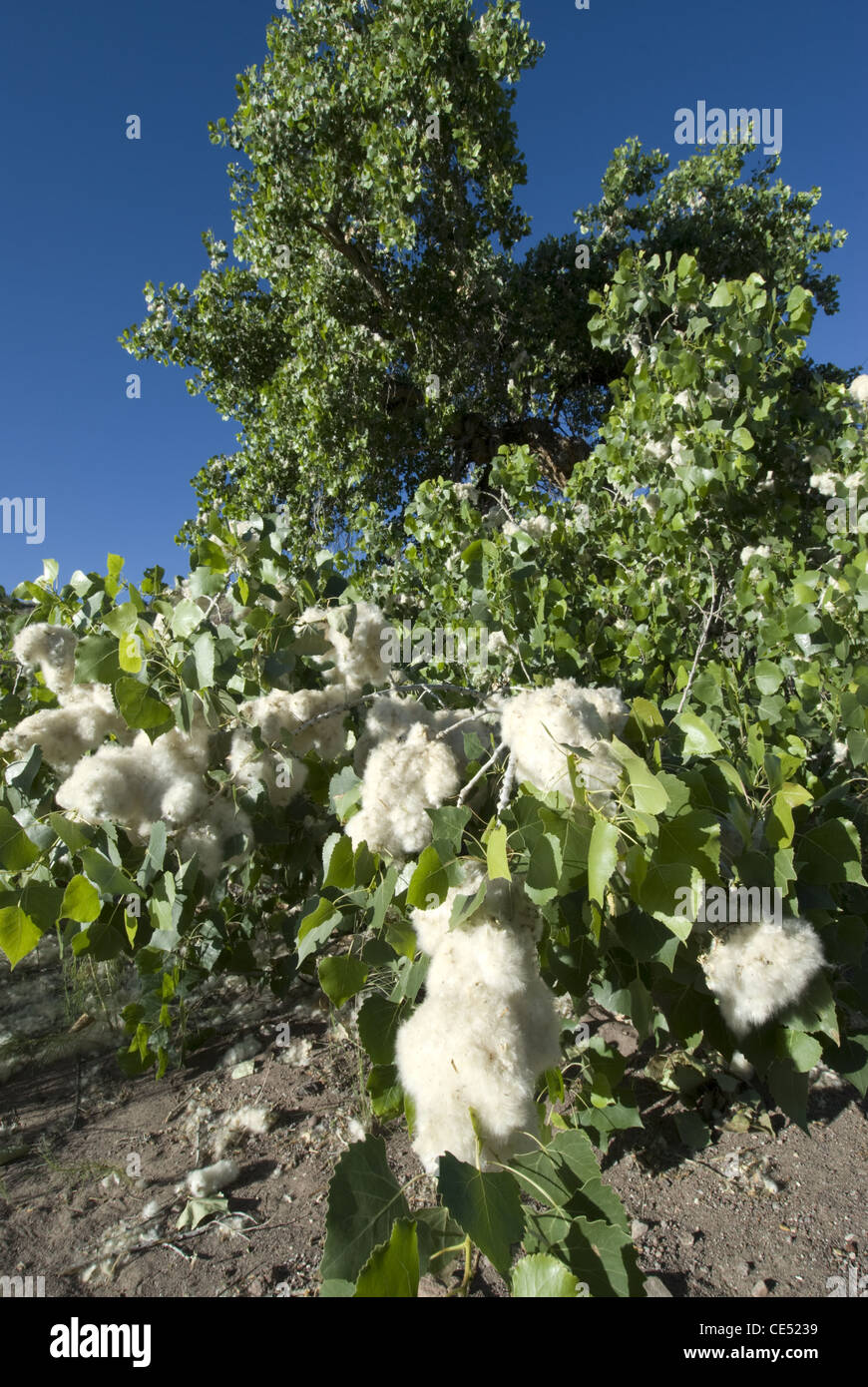 Rio Grande Cottonwood, (Populus deltoides), producing seeds, San Lorenzo canyon, Socorro county, New Mexico, USA. Stock Photo
