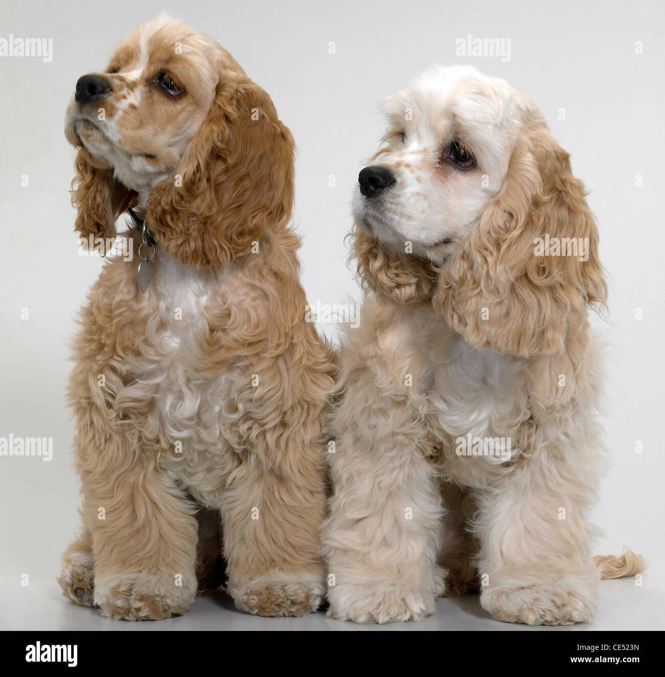 Two American Cocker Spaniel dogs looking away Stock Photo