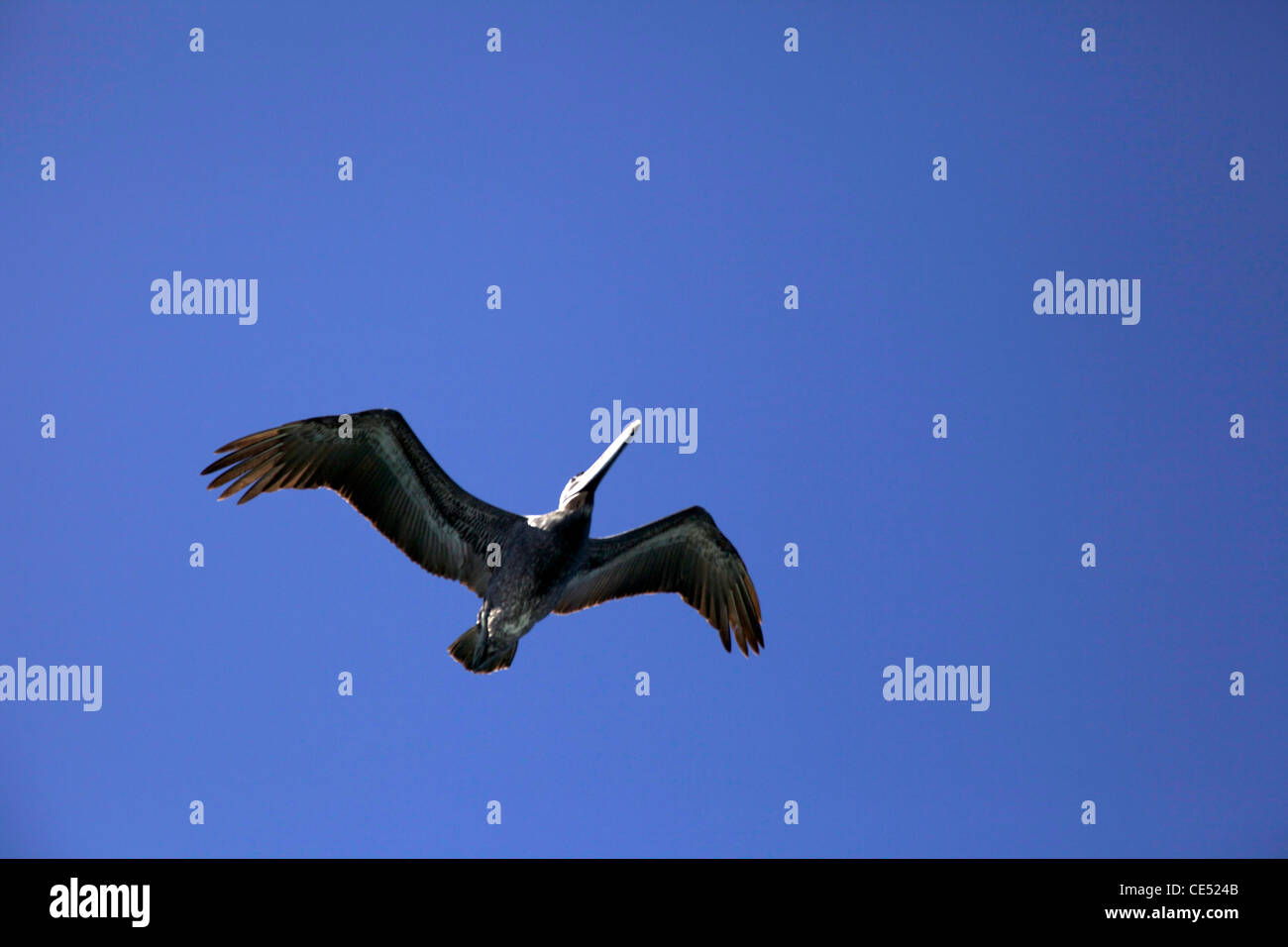 Hat flying off hires stock photography and images Alamy
