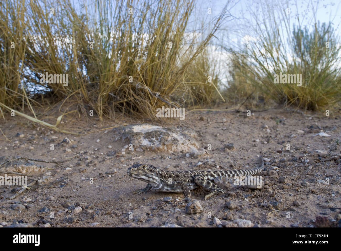 Longnose Leopard Lizard, (Gambelia wislizenii), Volcanoes Day Use Area, Petroglyph National Monument, New Mexico, USA. Stock Photo