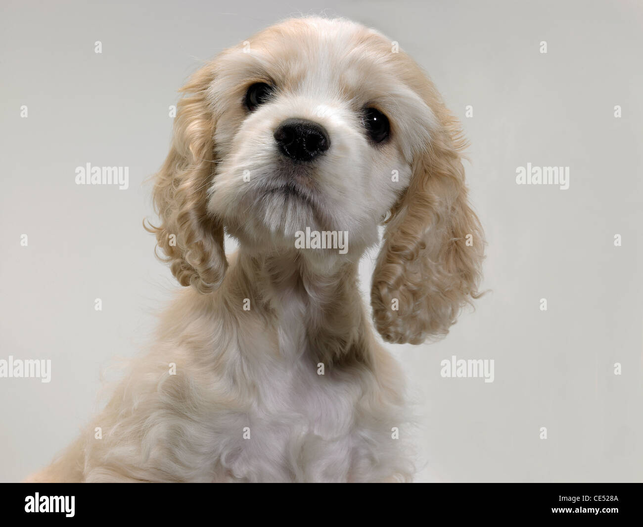 An American Cocker Spaniel puppy looking inquisitive Stock Photo