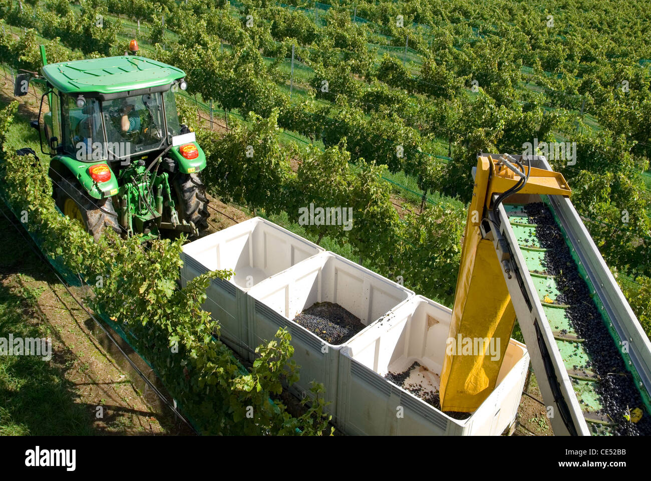 A tractor, pulling a trailer containing bins, which receive the freshly picked grapes via the harvester's conveyor belt Stock Photo