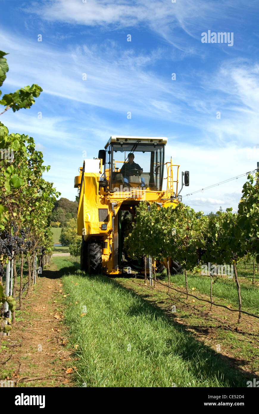 Harvesting grapes in a vineyard near Sutton Forest, New South Wales, Australia Stock Photo