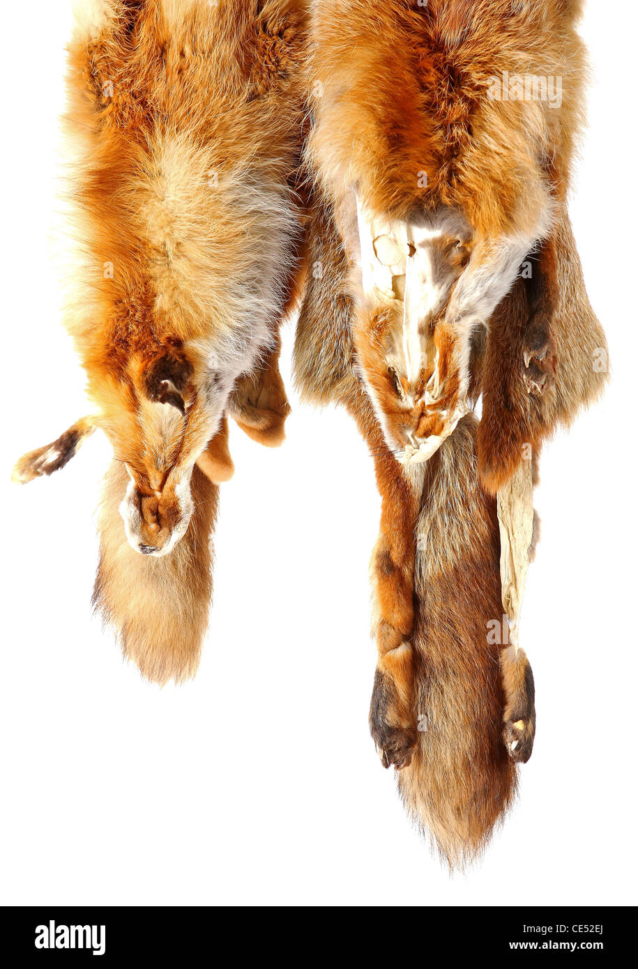 Red fox fur with pied beautiful hairs Stock Photo
