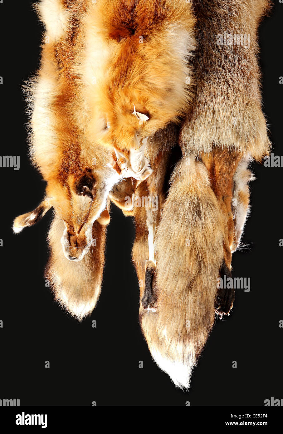 Red fox fur with pied beautiful hairs Stock Photo