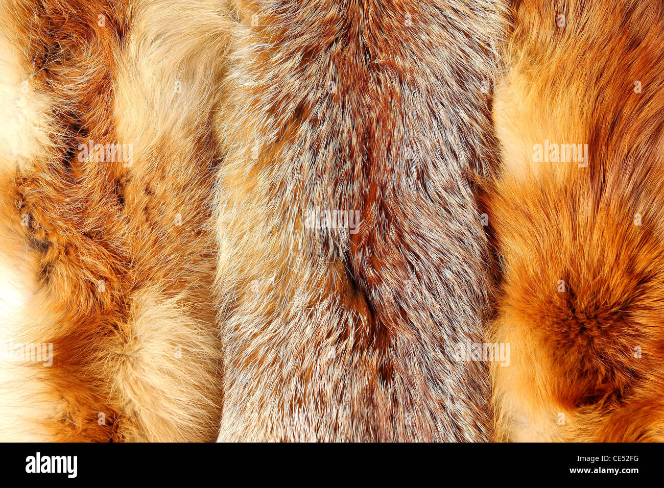 Red fox fur with pied beautiful hairs Stock Photo