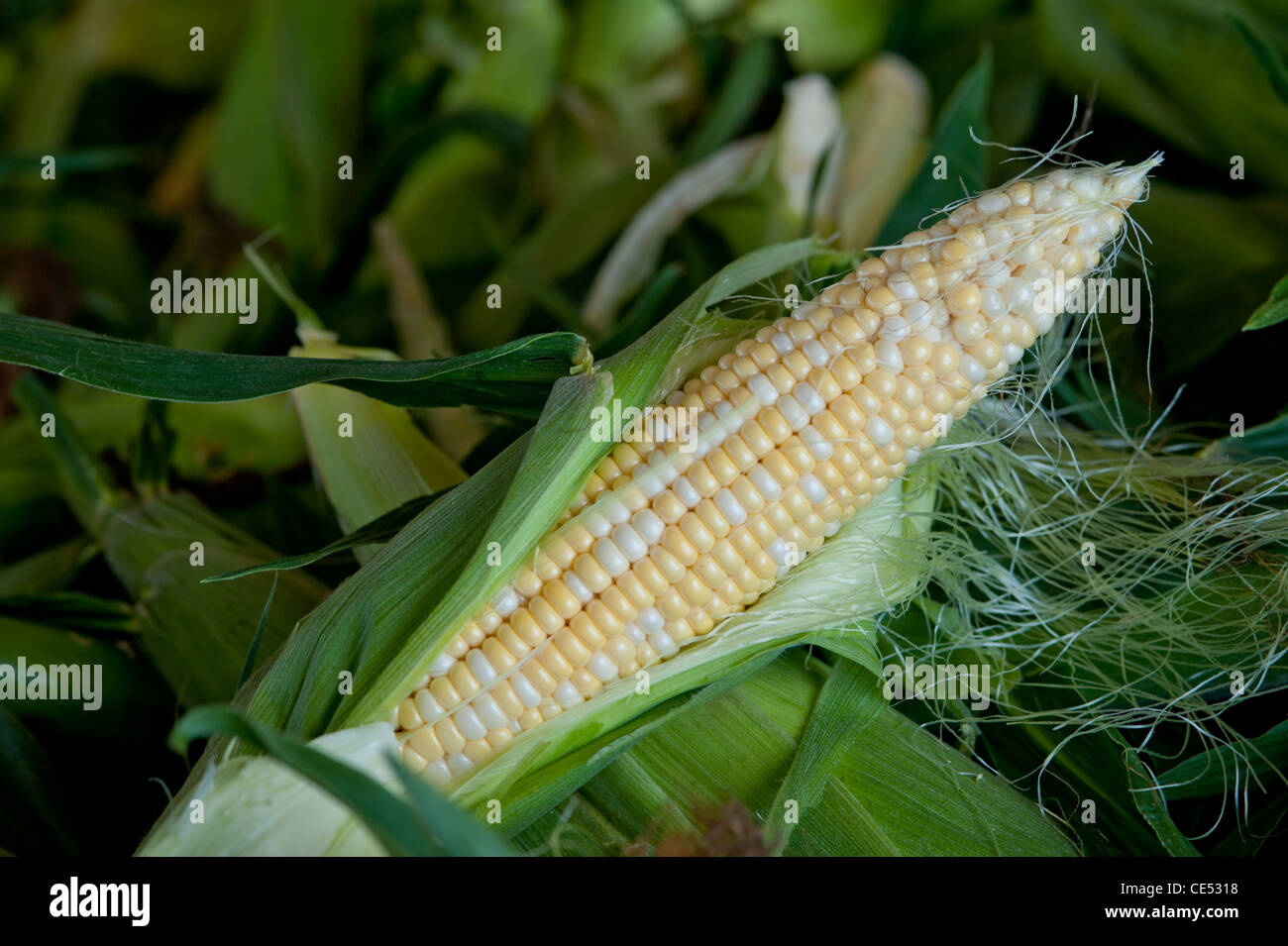 Ear of corn on pile of corn husks Stock Photo Alamy