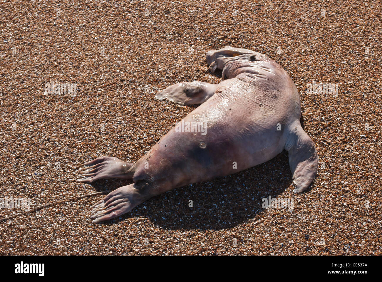 wolf of sea Stock Photo