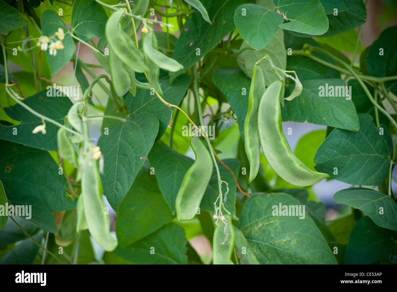 Snow peas hanging on plant of crop on produce farm Stock Photo