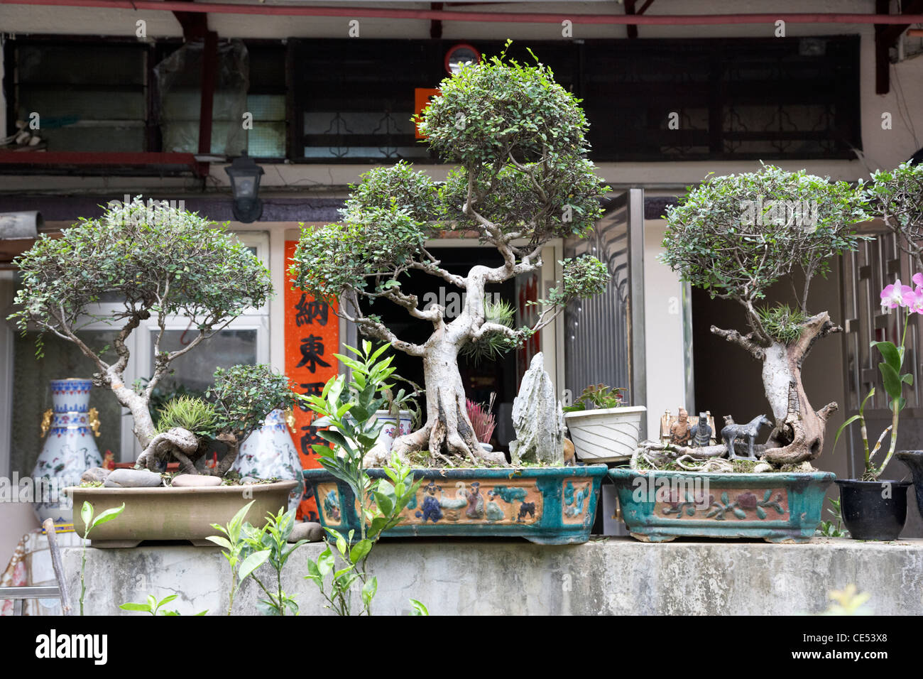 bonsai trees outside a traditional chinese house in pai tau village sha