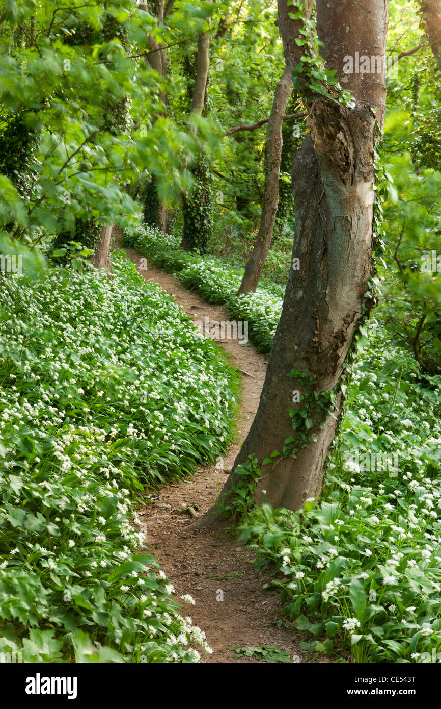 Footpath through woodland carpeted with Ramsons, Devon, England. Spring (May) 2011. Stock Photo