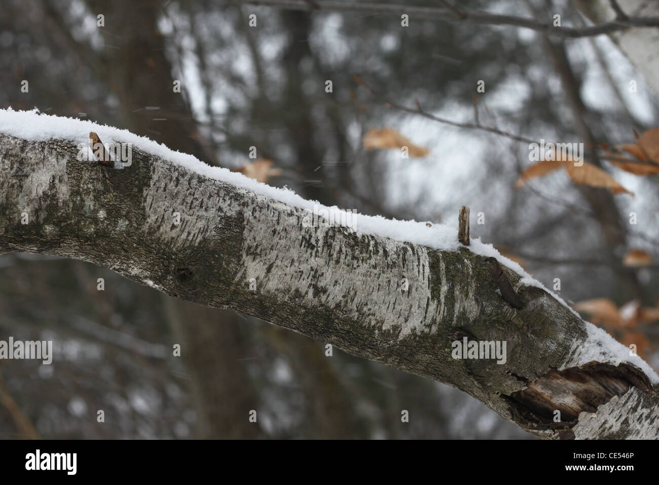 Snow covered birch branch with blurred forest in background Stock Photo