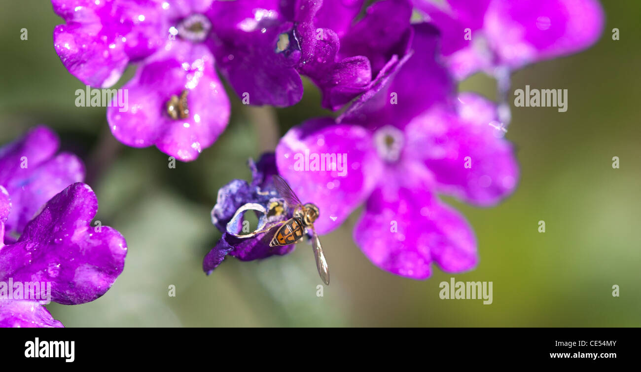 Wet bee on flower hi-res stock photography and images - Alamy