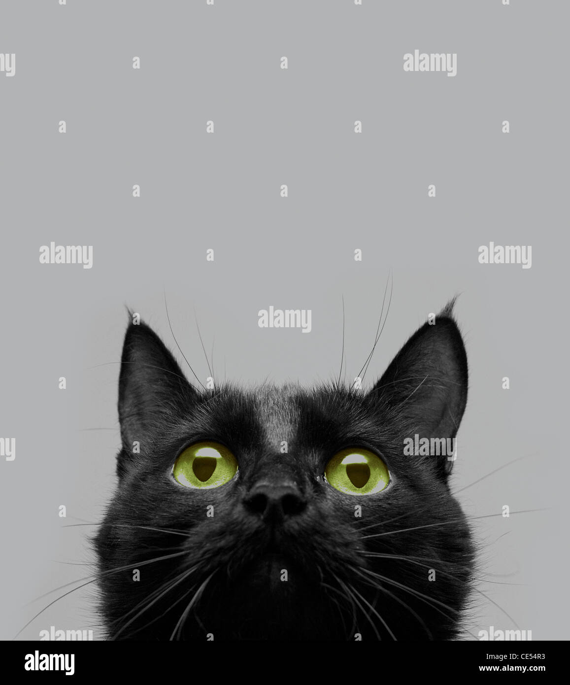 close-up shot of a black cat with green eyes Stock Photo - Alamy