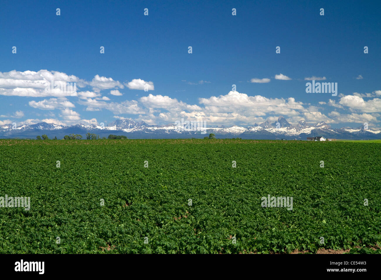 Potato field with the Teton Range in the distance near Ashton, Idaho, USA. Stock Photo